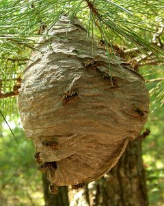 Hornet_Nest