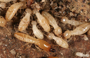 Subterranean_Termite