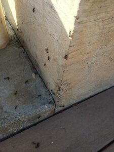 ant infestation