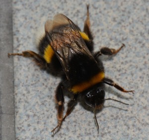 bumblebee-292517_640